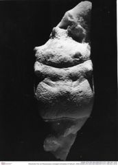 Historisches Foto von Planoprosopon schweigerti (Schweitzer & Feldmann, 2009) (NHMW-AFW-GEO-BACHMAYER-FOTO-1990-0041-3478)